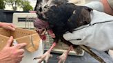 Turkey vultures injured in Colorado hailstorm recuperating in Fort Collins