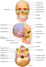 Bones of the Human Skull | Carlson Stock Art