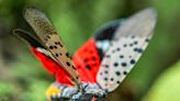 What are spotted lanternflies and why should New Yorkers squash them?