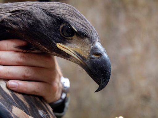 White-tailed sea eagles win over farmers thanks to successful Irish return