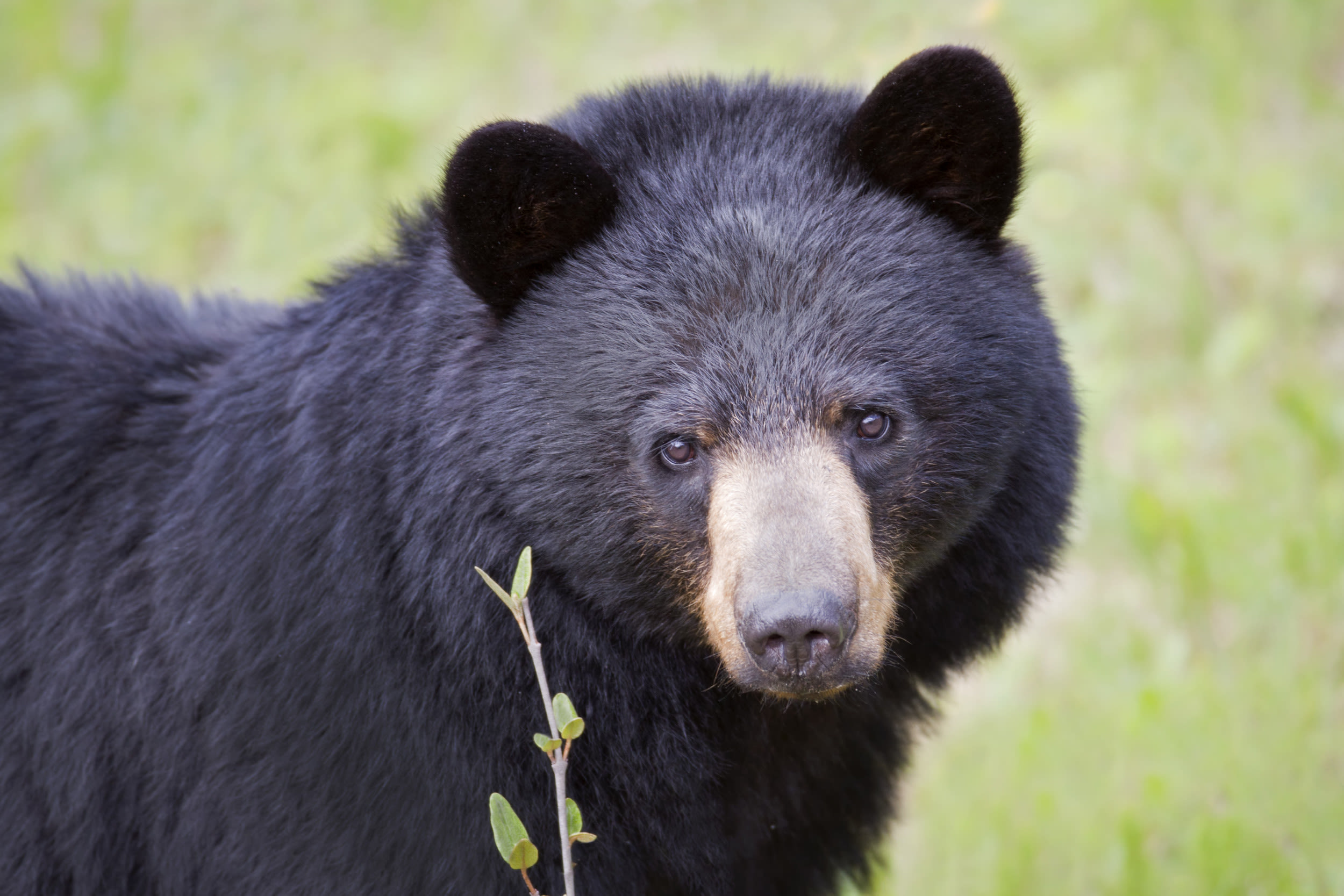 Black bear killed California woman in her home