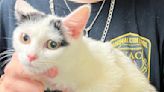 Naugatuck police searching for person who abandoned cats, kittens