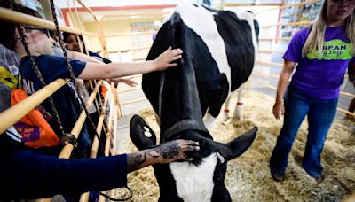 Minnesota State Fair will prohibit nursing dairy cows at Miracle of Birth over bird flu risk