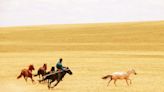 El caballo no se convirtió en el medio de transporte terrestre hasta hace 4.200 años