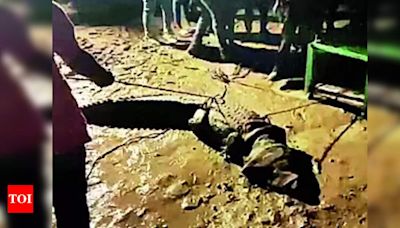 9-foot-long croc rescued in Bhayali | Vadodara News - Times of India