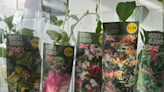 Gardening fans run to Aldi for ‘absolute bargain’ plants in store for just £1.89