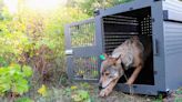 Remote Lake Superior island wolf numbers are stable but moose population declining, researchers say