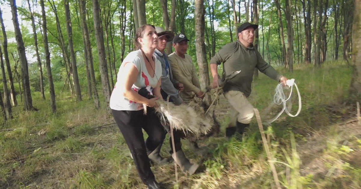 Runaway emu, spooked by 4th of July fireworks, returned home after escaping Buck County farm