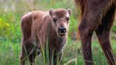 Mama Cow Sweetly Shows Off New Baby to Human Mom in Beautiful Video