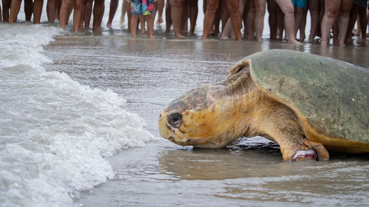 375-pound great-grandfather sea turtle released back into Florida ocean after rehab