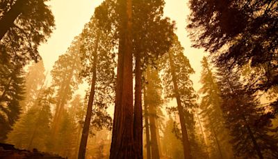 Trees don’t like to breathe wildfire smoke, either – and they’ll hold their breath to avoid it