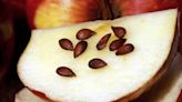 ¿Qué contienen y qué pasa si comes muchas semillas de manzana?