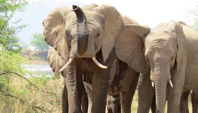 Safari tourist crushed to death by elephants after leaving car 'for a close-up'