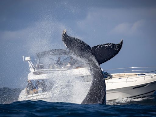Incredible Footage of Whale 'Toppling' Boat in New England Is Legitimately Almost Unbelievable