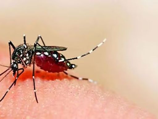 Dengue cases in Bengaluru breach 2,000-mark, test rates capped by Karnataka govt