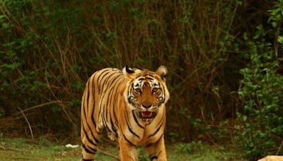 International Tiger Day 2024: History, PM Modi’s Top Quotes, and India’s 10 Most Famous Tigers and Tigresses - News18