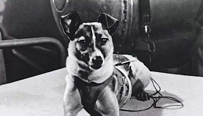 Animals that have been sent to space