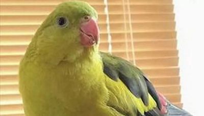 Scots parrot 'Jobby' missing from Glasgow home leaving owner heartbroken