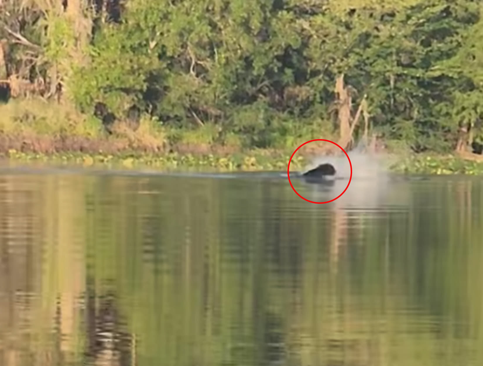 Watch: Black Bear Fights Off Two Gators While Swimming Across a Florida River