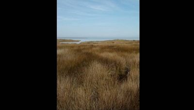 Wild horse family reveals adorable new member on Outer Banks beach. See the photo