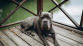 Cane Corso's 'Brave Guard Dog' Voice Completely Changes When She Realizes Who's Entering Home