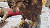 Eagle found in Lancaster County with lead poisoning dies