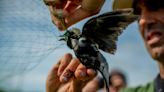 Saltmarsh sparrows, bobolinks at a 'tipping point.' The status of New England's birds.