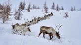 These Reindeer Facts Will Get You Into the Christmas Spirit Early
