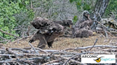 Arconic eaglets named Caitlin and Clark