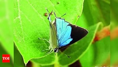 Pench records first sighting of Peacock Royal butterfly | Nagpur News - Times of India