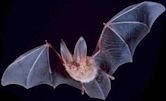 What Is It Like to Be a Bat?