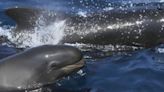 Asesinan a más de 400 ballenas en las Islas Feroe como parte de una sangrienta ‘tradición’