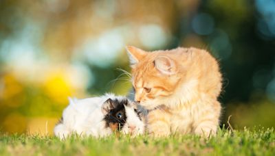 Maine Coon Cat's Love for His Guinea Pig Brother Is Too Sweet to Resist