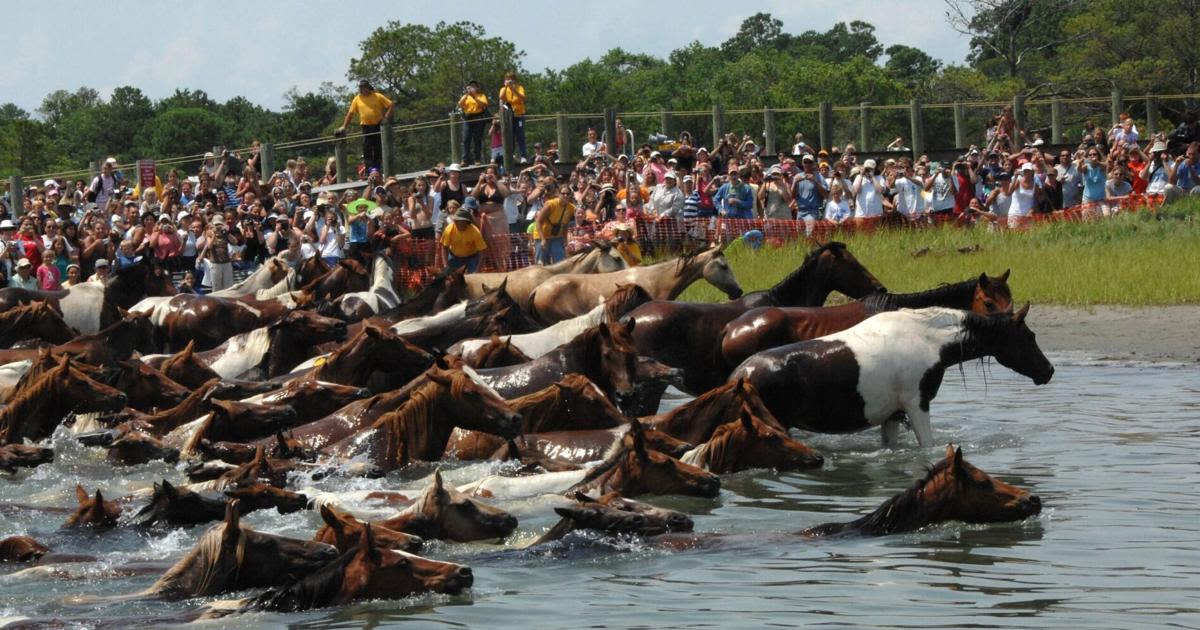 Pony Swim celebrates 99 years on Chincoteague Island