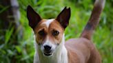 Kind Rescuers Save Street Dog and Her Beloved Stuffed Animals