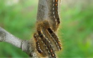 Feeling itchy? Rash-causing caterpillar wreaking havoc in New England back in N.H. after 75 years