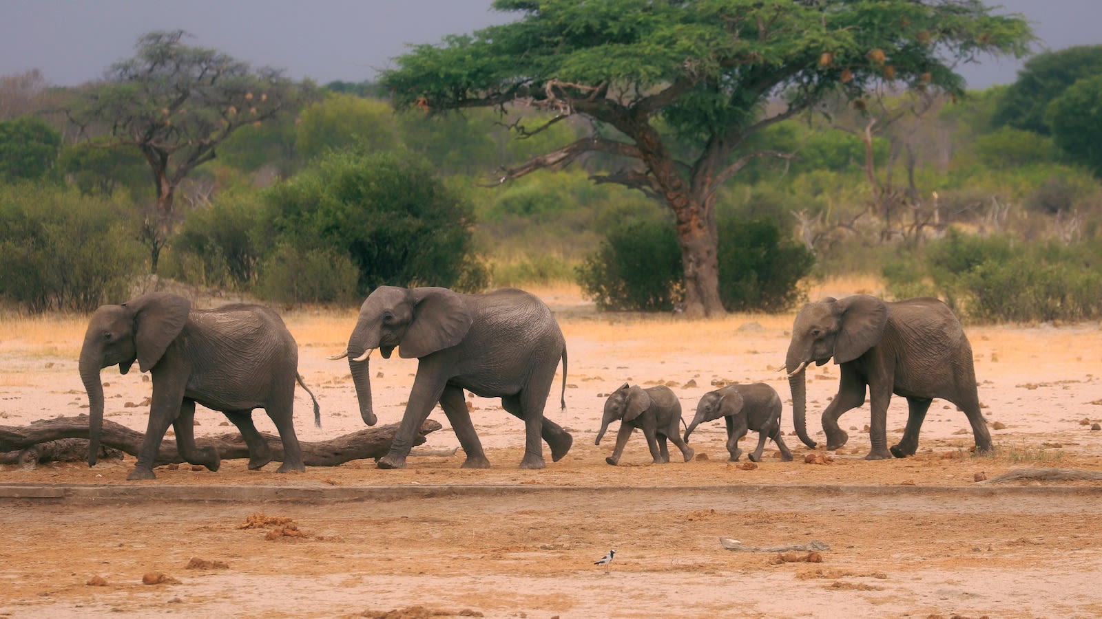 Zimbabwe and Namibia will kill scores of elephants to feed people facing drought