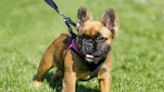 What Is a Fluffy French Bulldog?