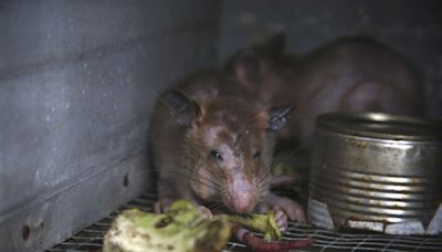 Nueva York convoca una "cumbre nacional sobre ratas" en septiembre