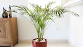 14 Best Indoor Palm Plants for Adding a Tropical Touch to Your Home