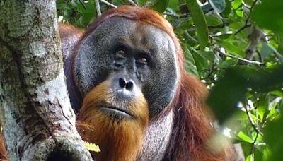 A wild orangutan used a medicinal plant to treat a wound, scientists say