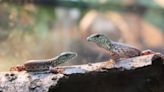 Look: Nashville Zoo announces hatching of rare Amazon lizards