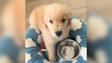 Golden Retriever Puppy Isn't Shy About Telling Mom When He's Hungry