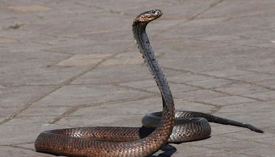 Chinese Man Tries To Smuggle Over 100 Live Snakes In His Trousers, Arrested