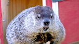 Gordy the groundhog has been a favorite zoo ambassador since 2018. Milwaukee will miss him.