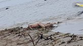 Desnudo y sin vida encuentran a sujeto en playa de Alvarado
