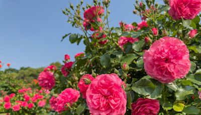 Au jardin, en cuisine, en parfumerie et même pour se soigner, cette fleur fait l’unanimité