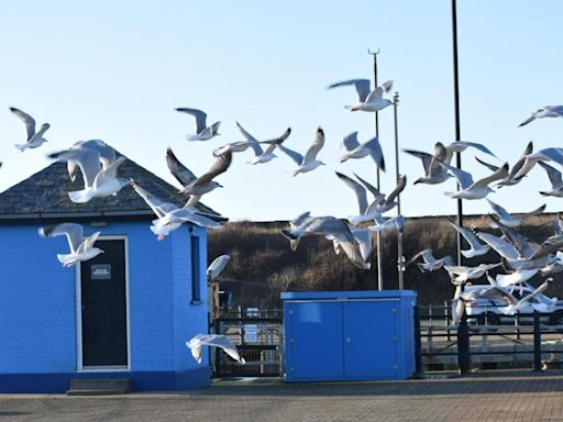 'Gutsy' gulls dive-bombing town's residents