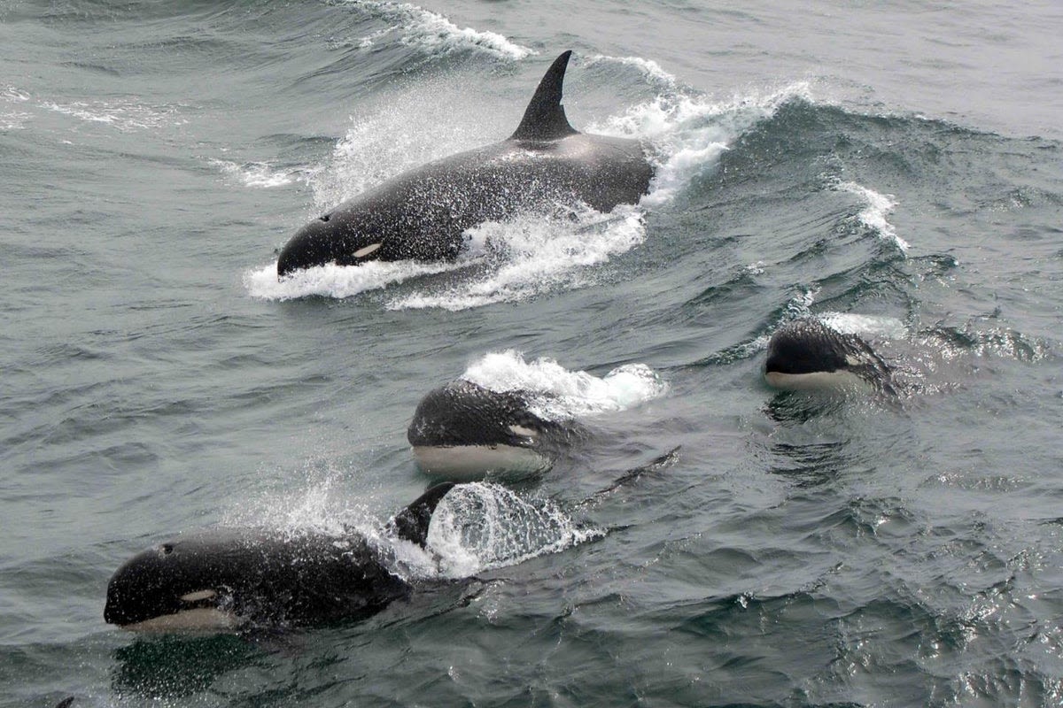 Scientists may finally have answer to why killer whales keep attacking boats near Gibraltar