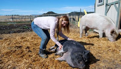 Farm animal sanctuary near Colorado Springs provides home for abandoned, abused livestock